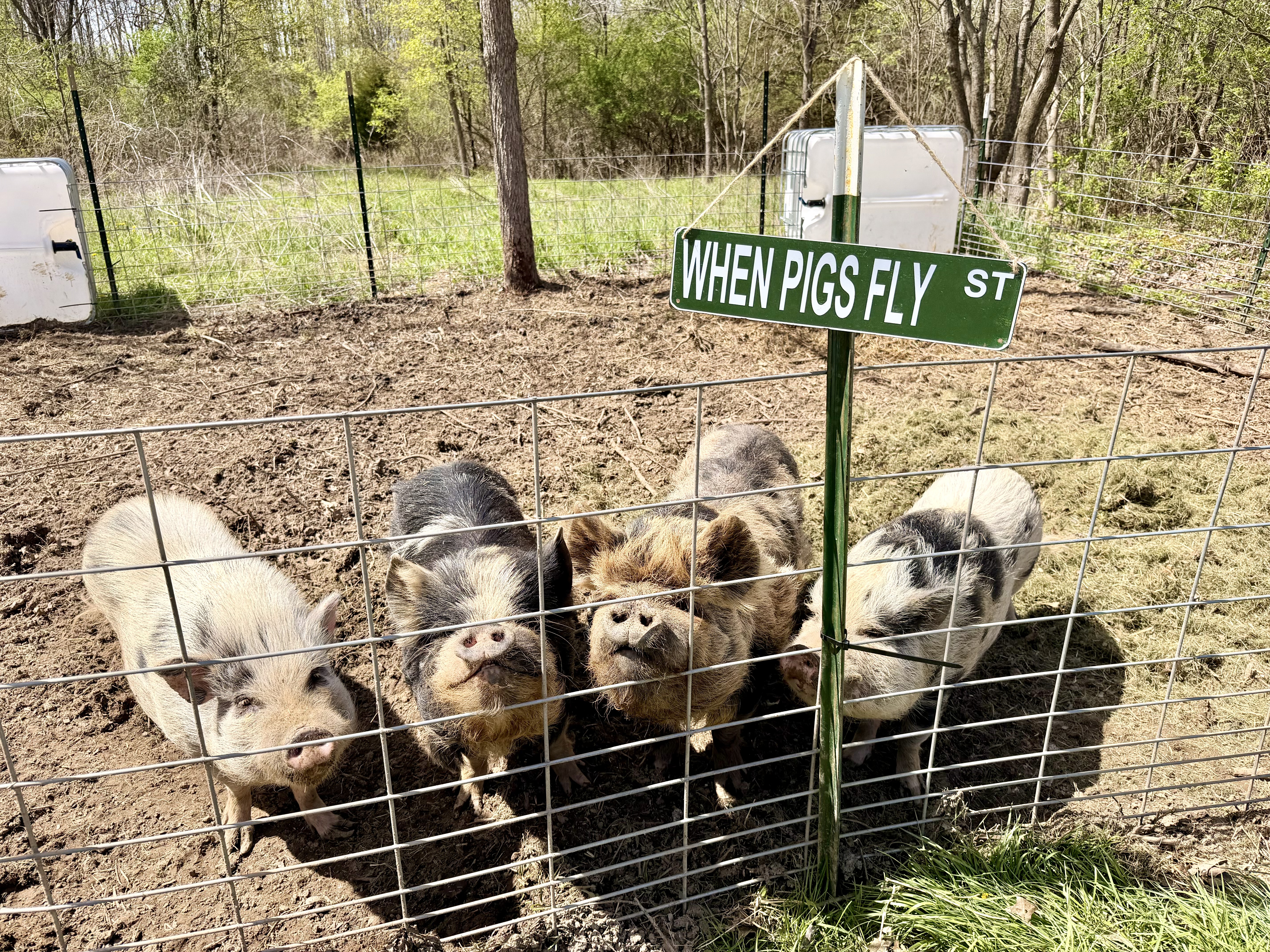 A dynamic photographic image of a fenced homestead pasture with a small herd of mixed farm animals—plump dairy goats, a shaggy cow, and a few ducks near a natural pond—all grazing or exploring on lush, uneven grass. The fence is sturdy wood with wire mesh, leading the eye toward a tree line and rolling hills in the distance. Dramatic, partly cloudy sky overhead creates shafts of bright sunlight that spotlight patches of the pasture and animals, while other areas fall into softer shade. Captured from a low-angle perspective to make the animals and landscape feel bold and expansive, the composition uses leading lines of the fence and horizon to convey freedom, vitality, and the rich, natural life of the homestead.